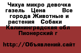 Чихуа микро девочка газель › Цена ­ 65 - Все города Животные и растения » Собаки   . Калининградская обл.,Пионерский г.